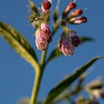consoude au jardin