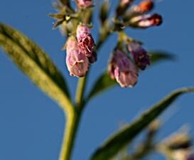 La consoude plante mellifère sera utile à côté des ruches
