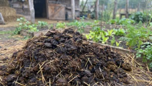 Tas fumier potager