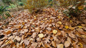 Feuilles mortes paillage